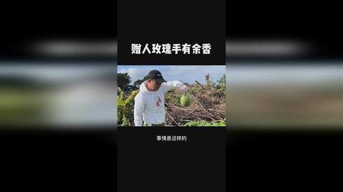 vlog吃不动瓜,吃不动瓜的尴尬日常