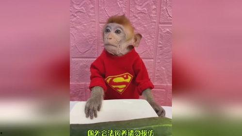 搞笑动物吃瓜图片高清,动物界的“瓜王”争霸战