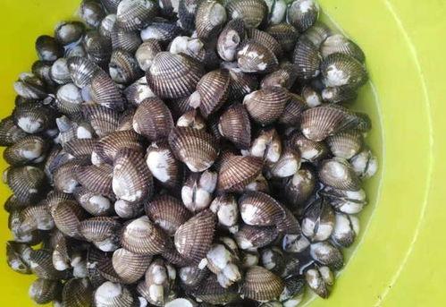 鬼瓜螺怎么吃,解锁美味新体验