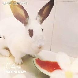 奶萌兔吃瓜,奶萌兔的瓜田奇遇记