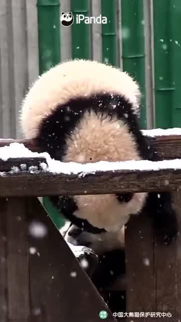 吃瓜小熊芭比,吃瓜小熊芭比的甜蜜瓜界冒险之旅