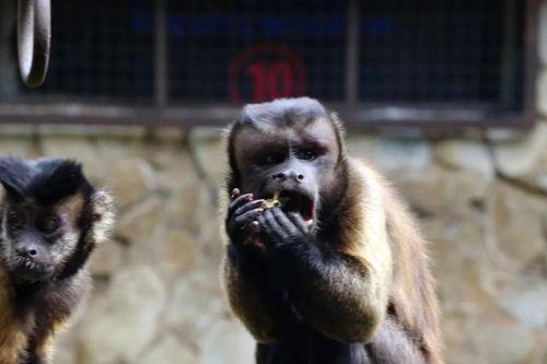 带你吃瓜猴子,带你领略“吃瓜猴子”的独特魅力