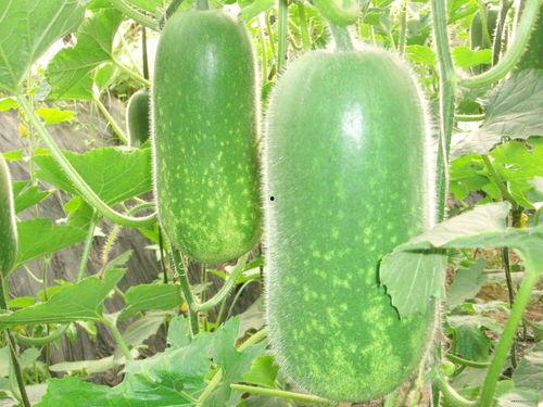 减肥吃小吊瓜,轻松享瘦的秘密武器