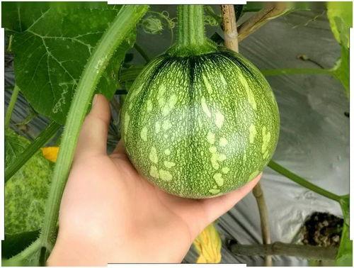 小瓜和橘子能一起吃吗