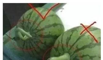 揭阳吃瓜网,带你领略潮汕美食的独特魅力