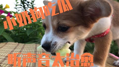 狗瓜可以吃吗,宠物饮食禁忌揭秘，狗狗能否食用狗瓜？