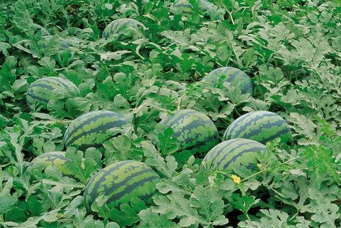 葛仙山吃瓜,吃瓜狂欢，尽享清凉时光