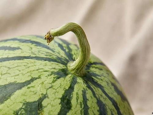 上海吃瓜达人,揭秘都市生活里的酸甜苦辣