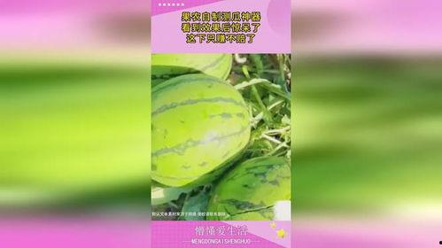 中原果农吃瓜神器,创新农具助力丰收喜悦