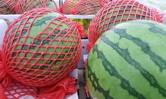 吃瓜切块器,吃瓜切块器带你轻松掌握热点资讯