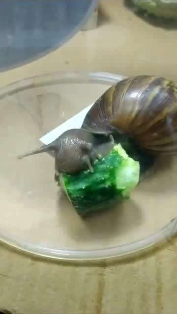 蜗牛吃不吃瓜视频
