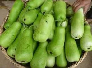 圆的葫芦瓜怎么吃,创意圆盘菜式制作指南