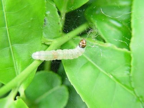 贝贝瓜叶子虫吃,揭秘瓜菜害虫的生态与防治策略