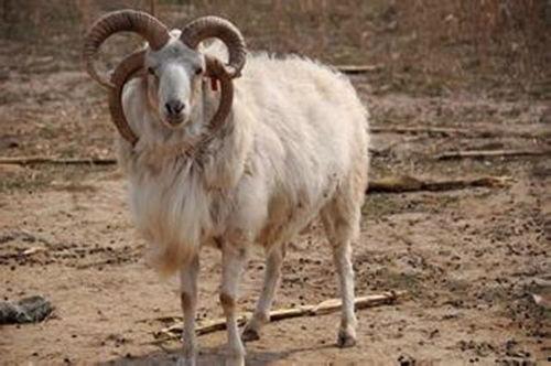 山东的朋友吃羊瓜