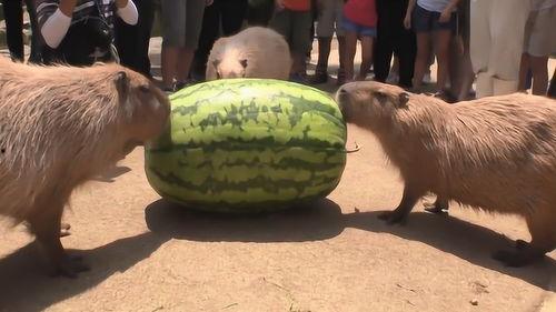 吃瓜机器图片,科技新宠，智能生活新体验